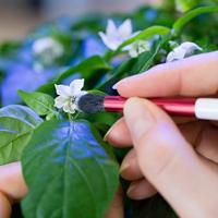 Echte bestuivingskwast – voor handmatige bestuiving van Lingots® - thumbnail