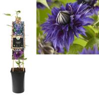 Klimplant Clematis Multi Blue - Blauwe Bosrank - thumbnail