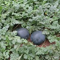 Watermeloen zaden - Sugar Baby - thumbnail