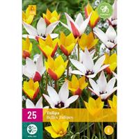 Tulp Belles tulipes mix 25 bollen - thumbnail
