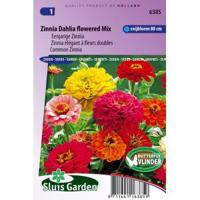 Eenjarige Zinnia bloemzaden – Zinnia Dahlia flowered mix - thumbnail