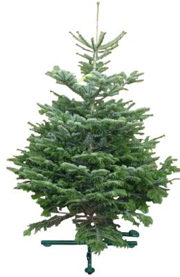 Kerstboom Warentuin Nordman A - kwaliteit Abies Nordmanniana 125 - 150 cm gezaagd Warentuin Natuurlijk - Warentuin natuurlijk Kerstboom Warentuin Nordman A - kwaliteit Abies Nordmanniana 125 - 150 cm gezaagd Warentuin Natuurlijk - Warentuin natuurlijk