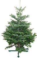 Kerstboom Warentuin Nordman A - kwaliteit Abies Nordmanniana 125 - 150 cm gezaagd Warentuin Natuurlijk - Warentuin natuurlijk - thumbnail