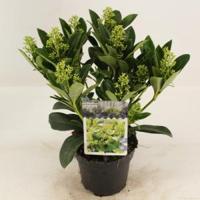 Skimmia (Skimmia Japonica “Finchy”®) heester - 20+ cm (P13) - 8 stuks - thumbnail