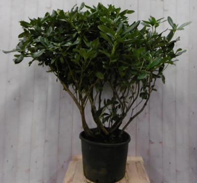 Rododendron 120 cm wit Warentuin Natuurlijk - Warentuin natuurlijk Rododendron 120 cm wit Warentuin Natuurlijk - Warentuin natuurlijk