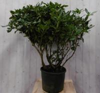 Rododendron 120 cm wit Warentuin Natuurlijk - Warentuin natuurlijk - thumbnail