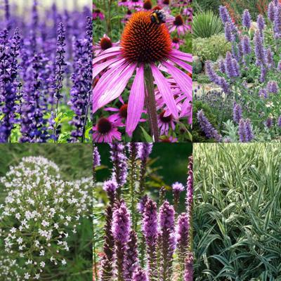 Vaste planten borderpakket roze/wit/paars Vaste planten borderpakket roze/wit/paars