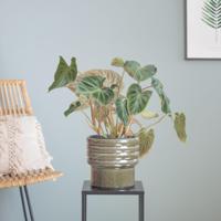 Philodendron Verrucosum - P15 - thumbnail