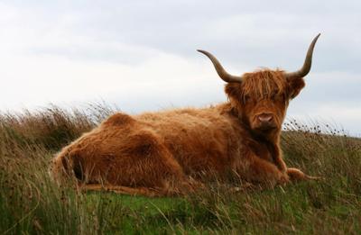 Tuinschilderij hoogl liggend 130x70 Customize-it - Customize it