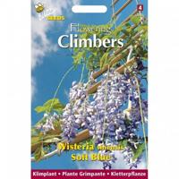 Zaden Flowering Climbers Wisteria Blauw Buzzy - Buzzy - thumbnail