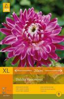 Dahlia vancouver 1st bloembol zomer Dahlia JUB - Jub - thumbnail