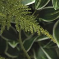 Asparagus kunsttak 80cm - thumbnail