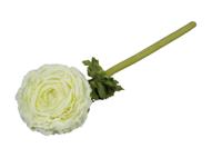 Ranonkel 52cm Magnum creme - thumbnail