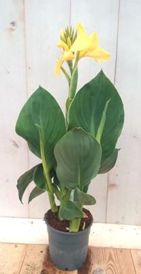 Canna geel kuipplant Warentuin Natuurlijk - Warentuin natuurlijk