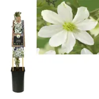 Witte bosrank (Clematis "Early Sensation") klimplant - thumbnail