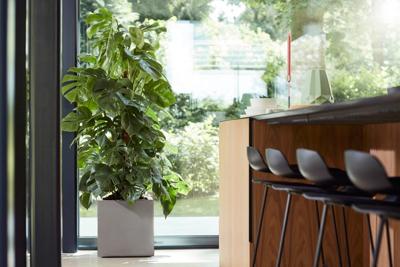 Elho bak vivo mat - 40cm grijs Elho bak vivo mat - 40cm grijs