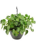 Pilea peperomioides pannenkoekenplant hangplant Pilea peperomioides pannenkoekenplant hangplant