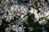 Aster - thumbnail
