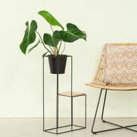 Philodendron Gloriosum - P15 - thumbnail