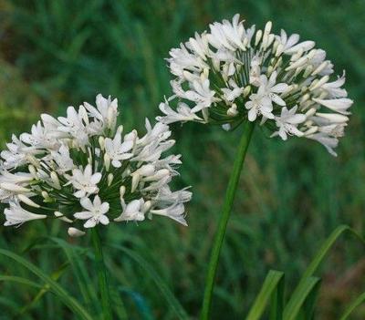 Agapanthus africanus Albus Samplant - Samplant