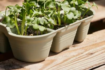 Elho Zaaitray green basics 22cm steengroen - thumbnail