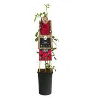 Klimroos Rood Rosa Pauls Scarlet Climber 75 cm klimplant - thumbnail