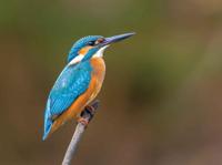 IJsvogel 70x50cm Tuinschilderij Customize-it - Customize it - thumbnail