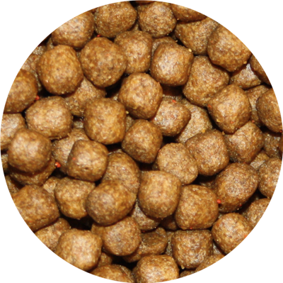 Pond Pro Super Grower Koi Visvoer 6mm - Premium Eiwitrijk Voer 10 kg