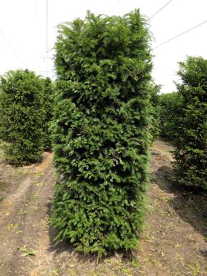 Kant & klaar haag Taxus Baccata blokhaag H250 x B80 x L80 cm Venijnboom Quickhedge - Quickhedge Kant & klaar haag Taxus Baccata blokhaag H250 x B80 x L80 cm Venijnboom Quickhedge - Quickhedge