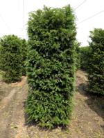 Kant & klaar haag Taxus Baccata blokhaag H250 x B80 x L80 cm Venijnboom Quickhedge - Quickhedge - thumbnail