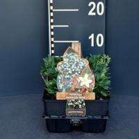 Ganzerik (potentilla tridentata "Nuuk") bodembedekker - 6-pack - 1 stuks - thumbnail