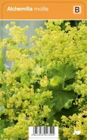 Vrouwenmantel (alchemilla mollis) zomerbloeier - 12 stuks - thumbnail