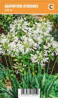 Vips Agapanthus africanus Albus - Afrikaanse lelie - thumbnail