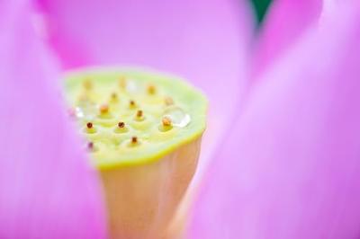 Tamron 90mm F/2.8 Di III Macro VXD Nikon Z - thumbnail