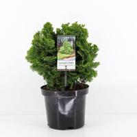 Chamaecyparis obt nana gracilis 40 cm Conifeer Japanse dwergcipres Warentuin Natuurlijk - Warentuin natuurlijk - thumbnail