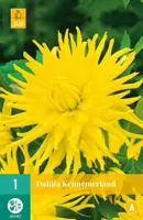 Dahlia kennemerland 1st bloembol zomer Dahlia JUB - Jub - thumbnail