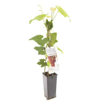 Druivenstruik Vitis vinifera Katharina - Roze druif