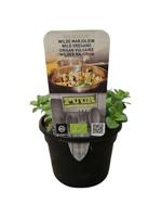 Puur Biologische wilde oregano - thumbnail