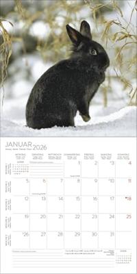 Konijnen Kalender 2026