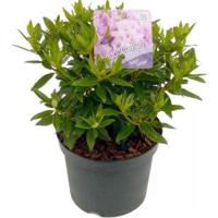 Dwerg rododendron (Rhododendron "Robert Seleger") heester - thumbnail