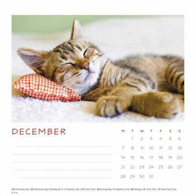 Cat Naps Deskkalender 2026