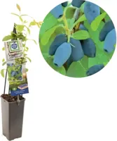 Blauwe honingbes C2 (lonicera caerulea "Kamtschatica") fruitplanten - thumbnail