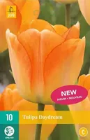 Tulipa Daydream bloembollen 10 bollen Tulp JUB - Jub - thumbnail