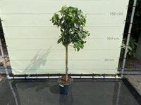 Citrusboom - Grapefruit - thumbnail