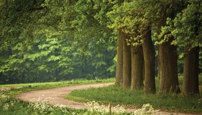 Drents pad 130x70cm Tuinschilderij Customize-it - Customize it