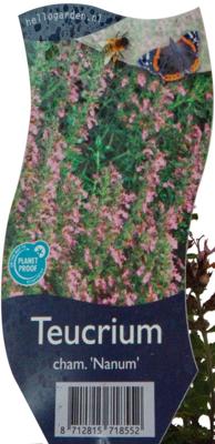 Teucrium cham 'Nanum' Gamander vaste plant Griffioen - Griffioen