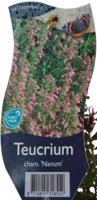 Teucrium cham 'Nanum' Gamander vaste plant Griffioen - Griffioen - thumbnail