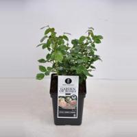 Trosroos (rosa "Garden of Roses"®) - C5 - 1 stuks - thumbnail