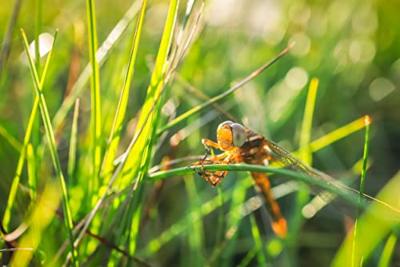 Canon RF 24mm f/1.8 Macro IS STM - thumbnail