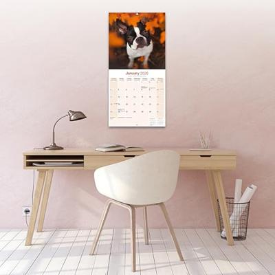 Boston Terrier Kalender 2026